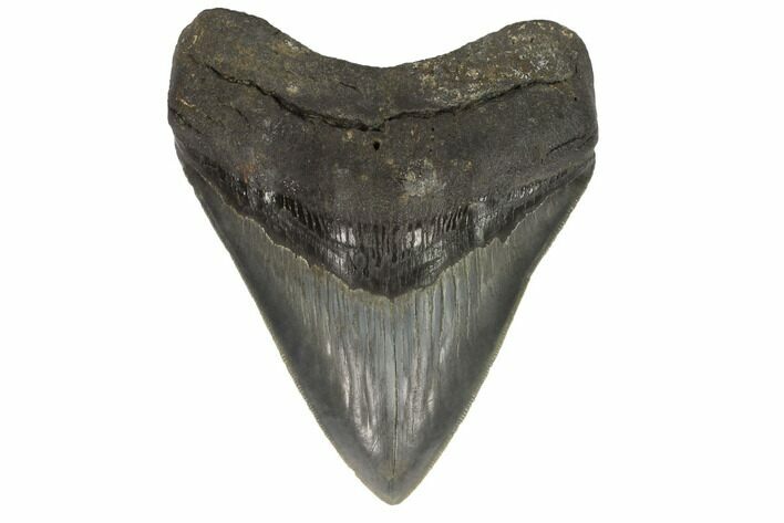 Serrated, Fossil Megalodon Tooth - South Carolina #121425